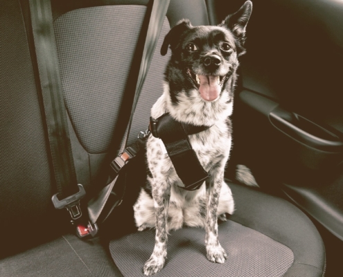 dog with seatbelt