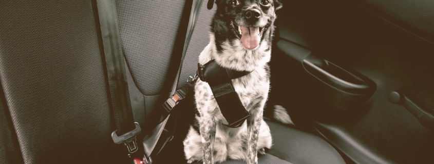 dog with seatbelt