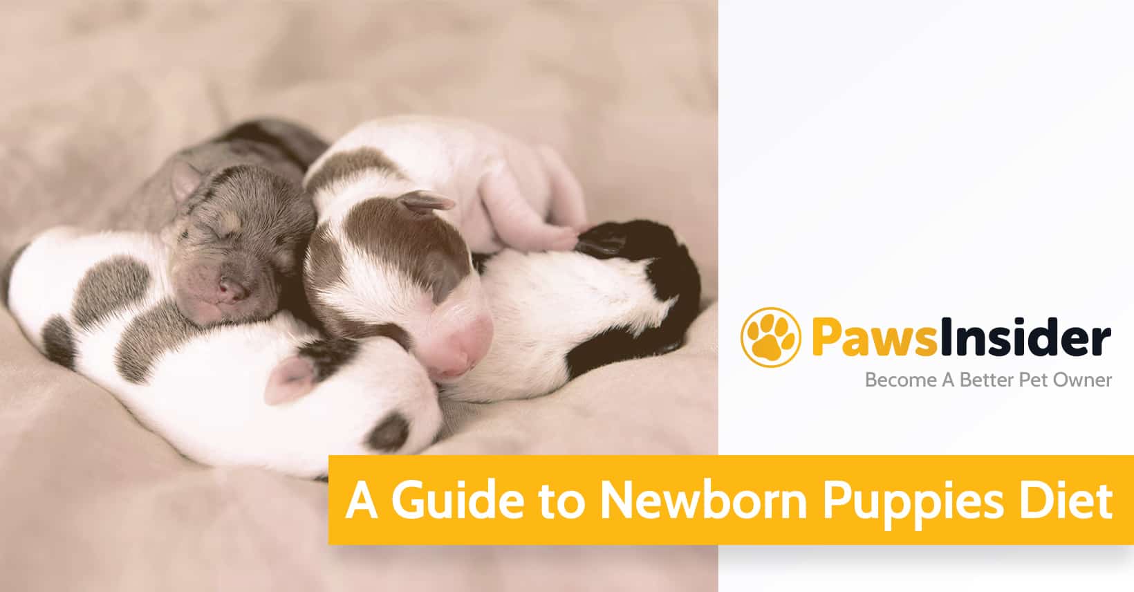 A Guide To Newborn Puppies Diet // Paws Insider