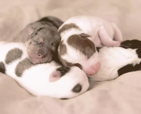 Newborn Puppies sleeping