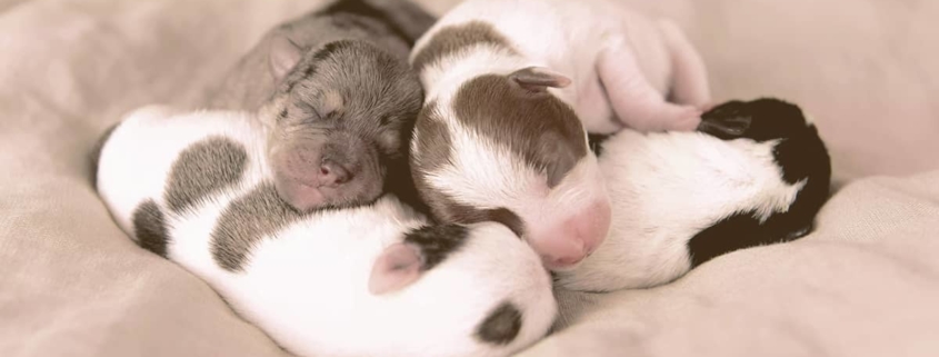 Newborn Puppies sleeping