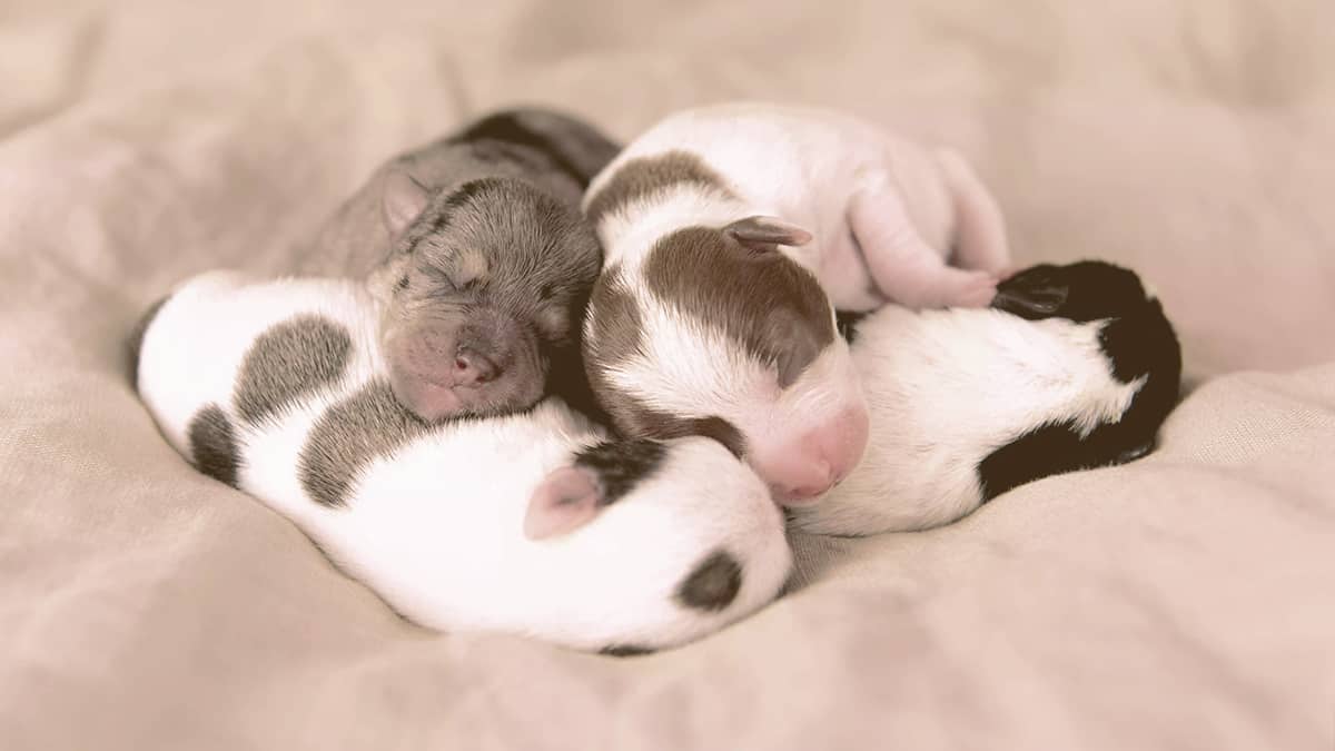 Newborn Puppies sleeping