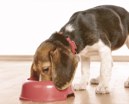 Dog eating from a bowl