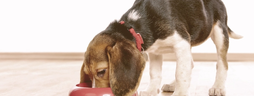 Dog eating from a bowl