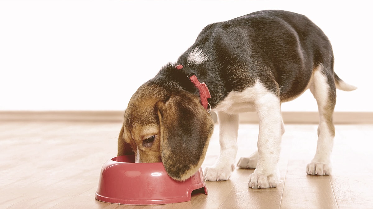Dog eating from a bowl