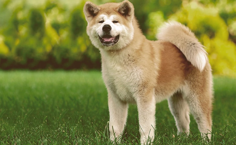 Akita Akita