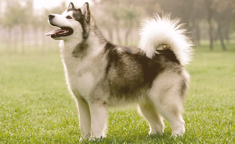 Alaskan Malamute Alaskan Malamute
