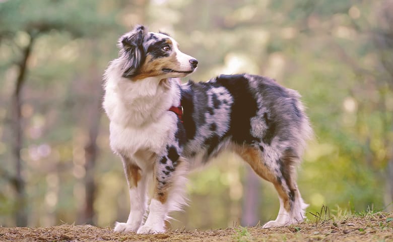 Australian Shepherd Australian Shepherd