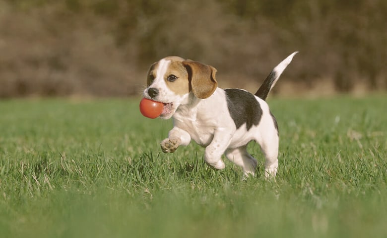 Beagle Beagle