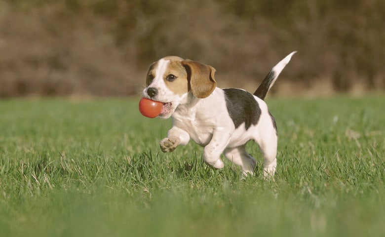 Beagle