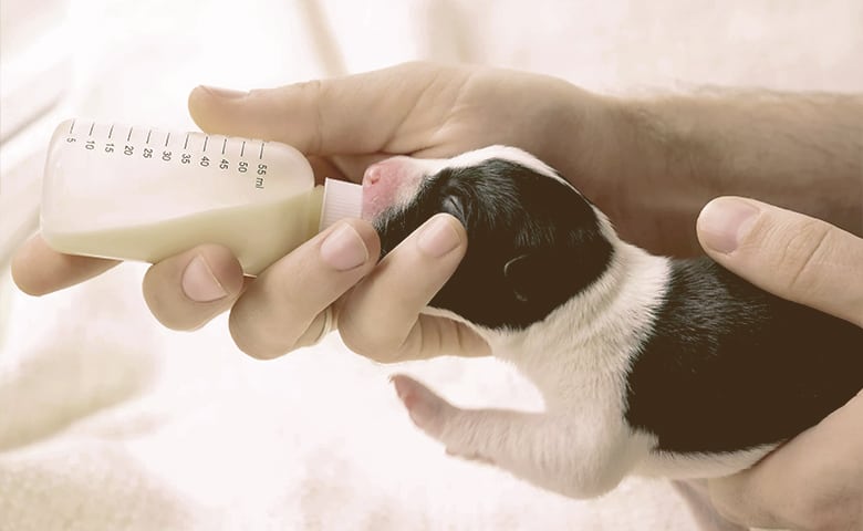 Bottle-Feeding a Newborn Puppy