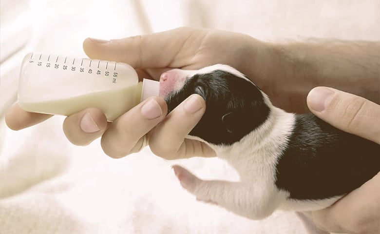 Bottle-Feeding a Newborn Puppy Bottle-Feeding a Newborn Puppy