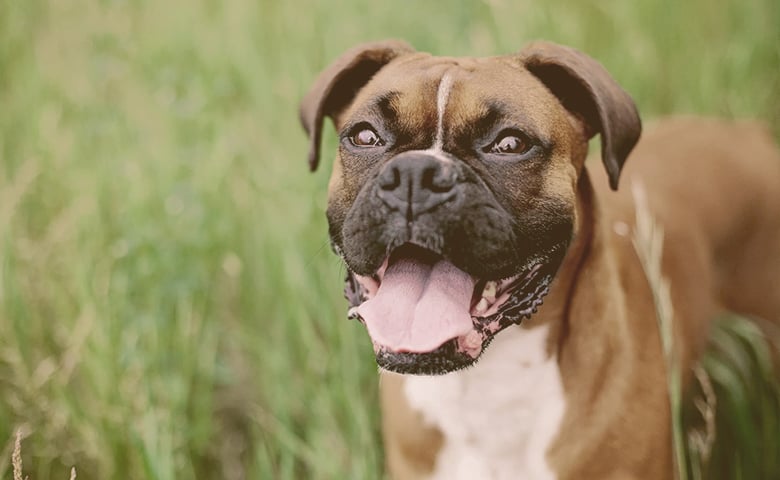 Boxer Boxer