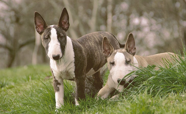 Bull Terrier together outdoors