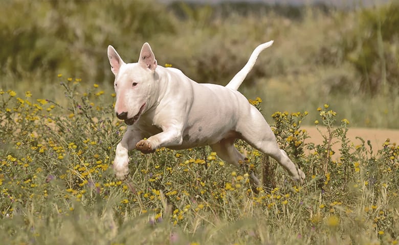 Bull Terrier Bull Terrier