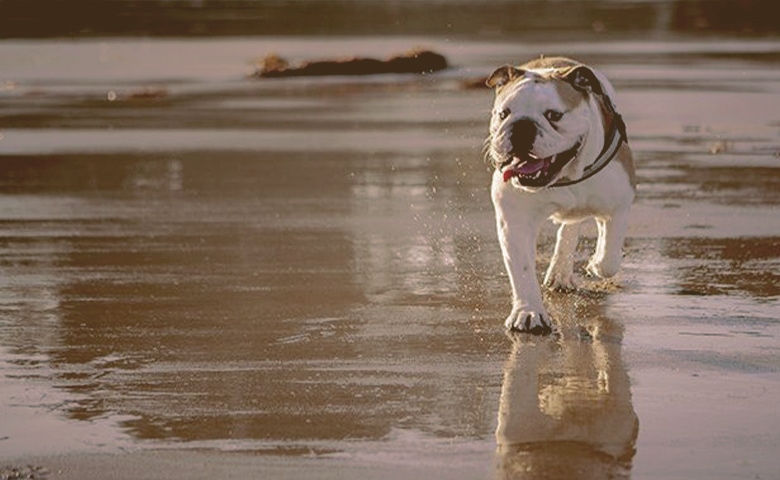 Bulldog walking on the beach