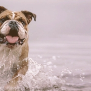 bulldog on the water