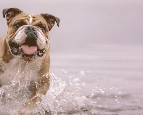 bulldog on the water