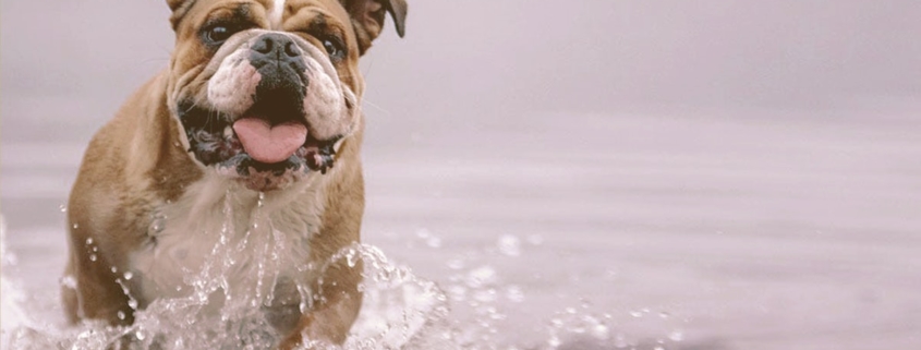 bulldog on the water