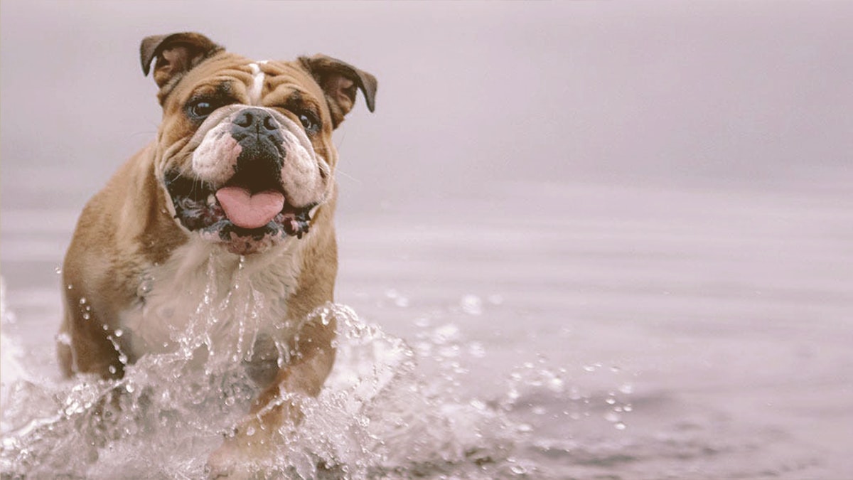 bulldog on the water