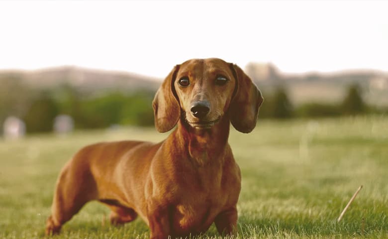 Dachshund Dachshund