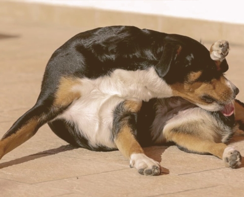 dog licking his butt