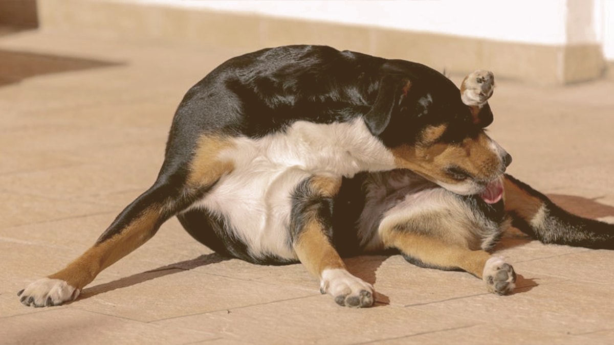 dog licking his butt