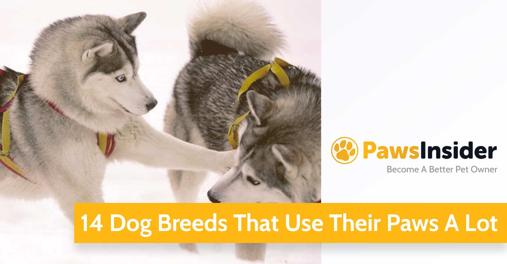 14 Dog Breeds That Use Their Paws A Lot