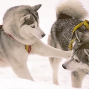 Siberian Huskie playing