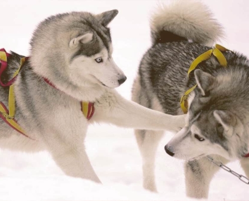 Siberian Huskie playing