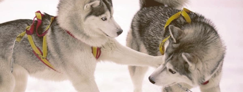 Siberian Huskie playing