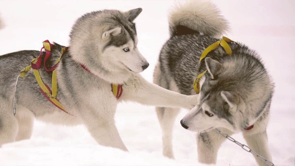 Siberian Huskie playing