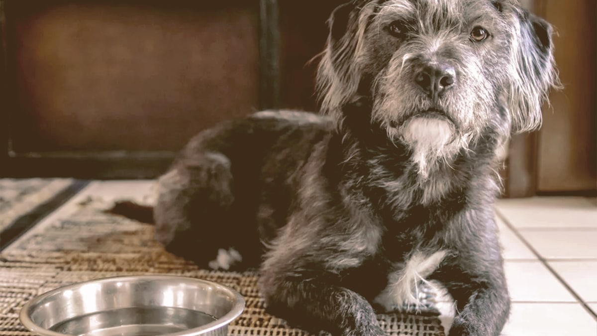 dog not drink water