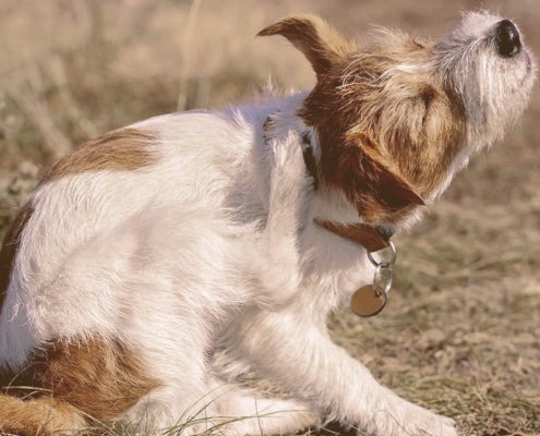 dog scratching