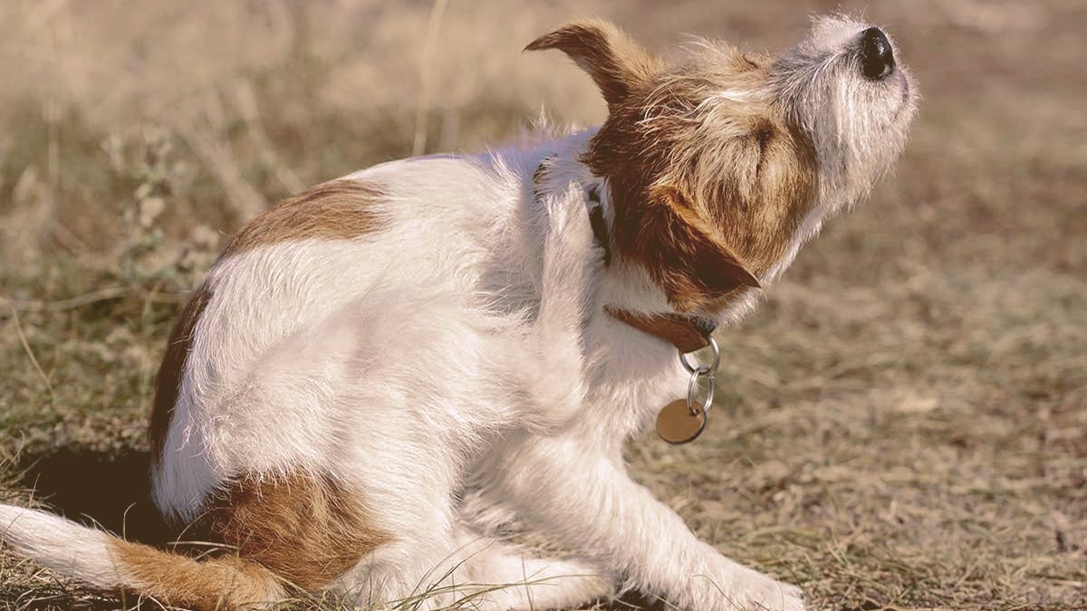 dog scratching
