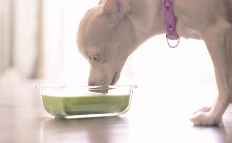 Dog drinking a Green Smoothie