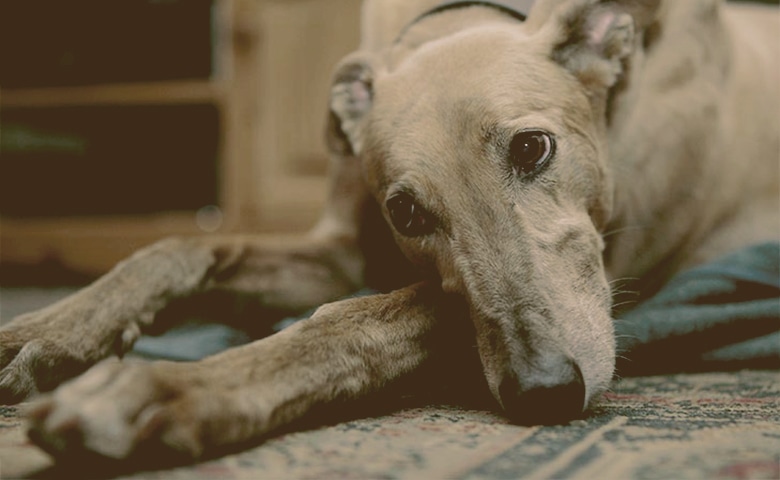 Dog laying on blanket