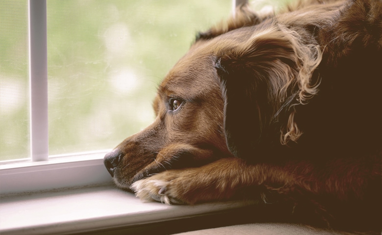 Dog looking out of the window Dog looking out of the window