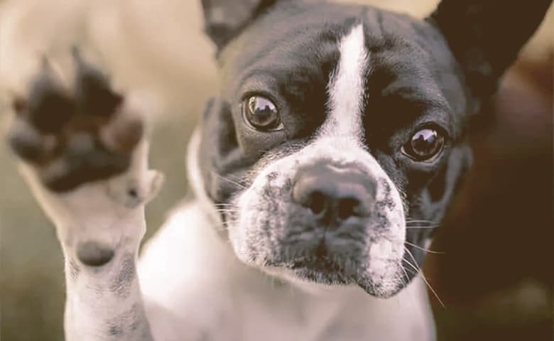 Dog pawing Dog pawing