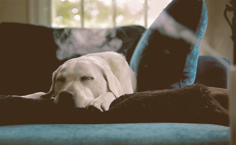 Dog sleaping on the sofa