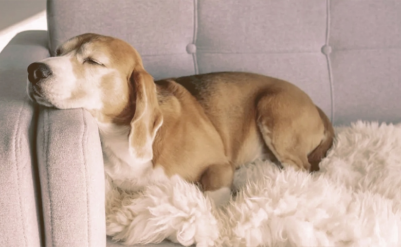 Dog sleaping on the sofa