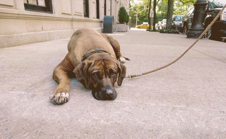 Dog that won't walk Dog that won't walk