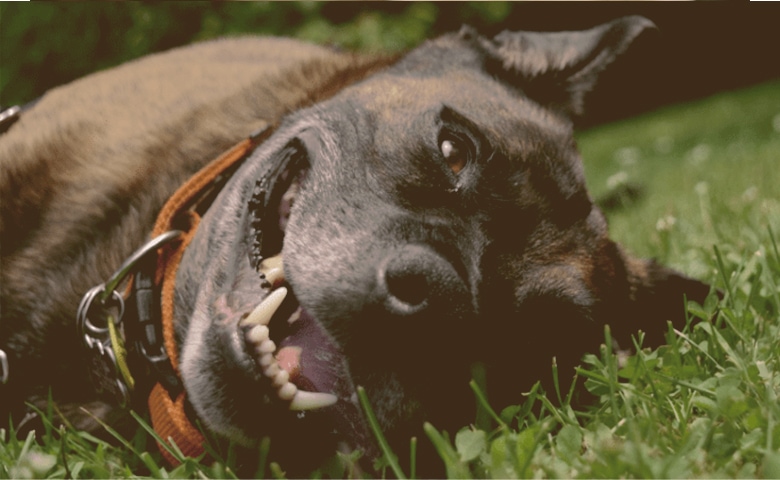 Dog tired laying down on the grass Dog tired laying down on the grass