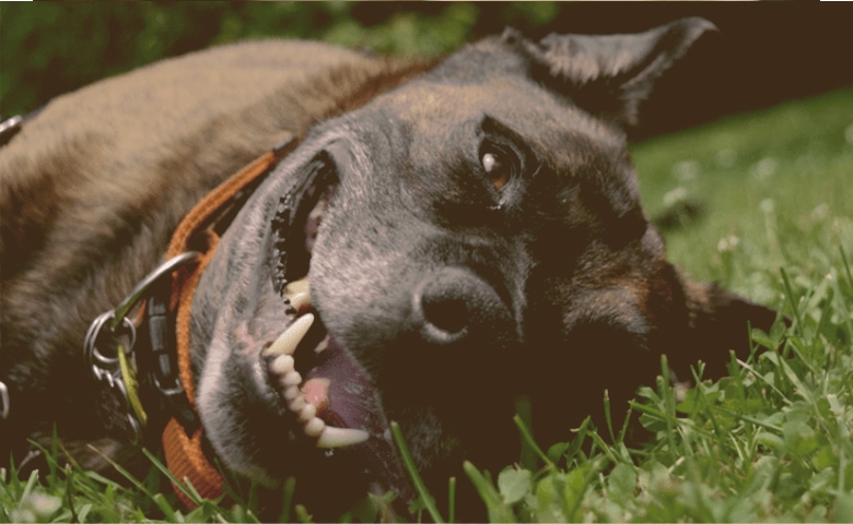 Dog tired laying down on the grass