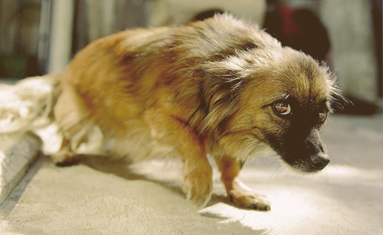 Dog with fear Dog with fear