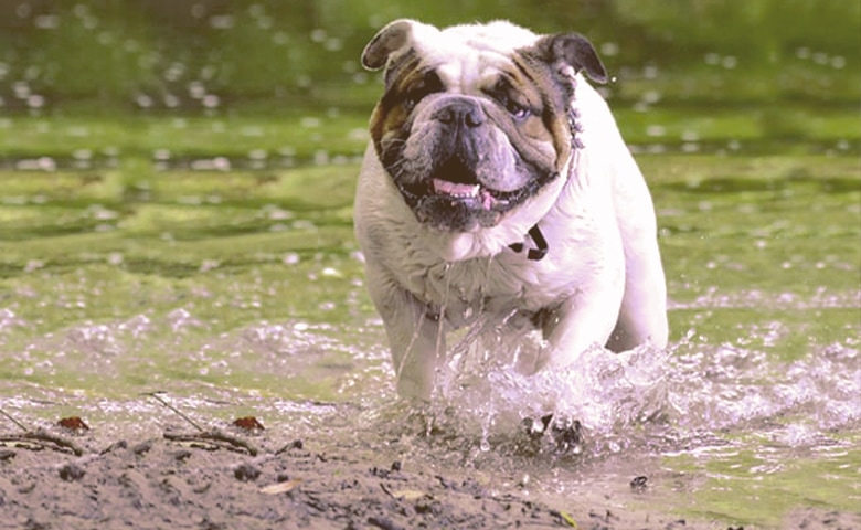 English Bulldog walking on the water