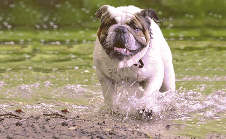 English Bulldog walking on the water English Bulldog walking on the water
