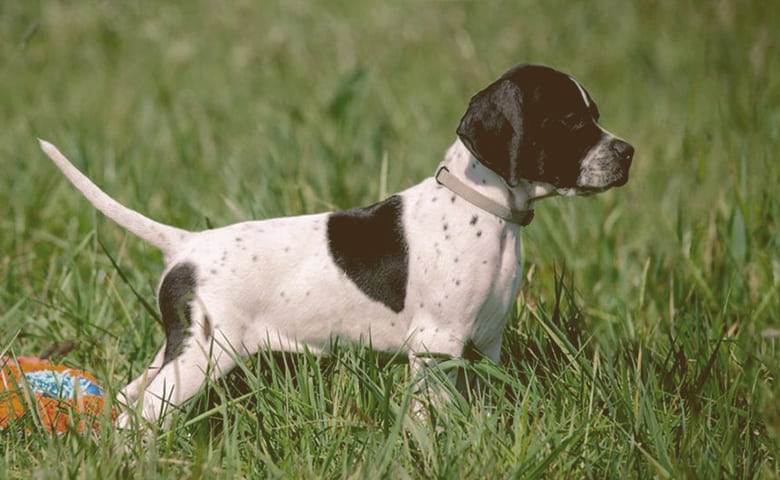 English Pointer