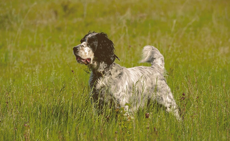 English Setter English Setter
