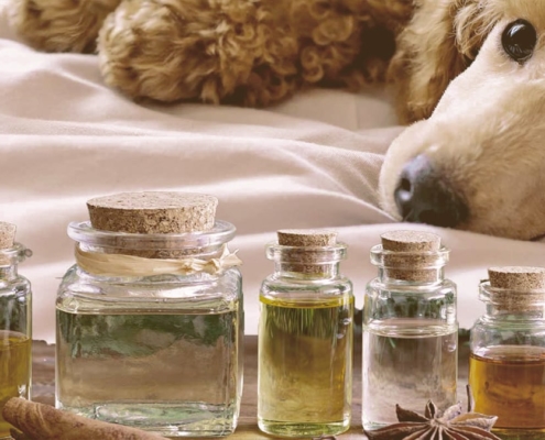 essential oils and dog